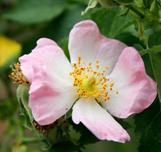 File:Wild rose flower.jpg