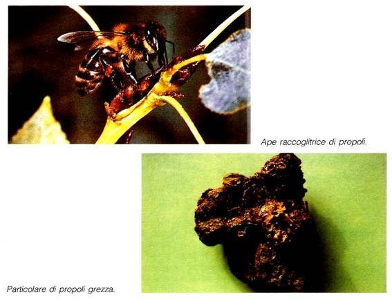 APE BOTTINATRICE E PROPOLI GREZZA