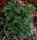 ARTEMISIA ABSINTHIUM