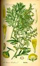 Artemisia absinthium.