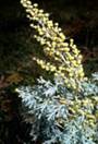 artemisia absinthium