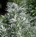 ARTEMISIA ABSINTHIUM