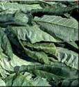 FOGLIE DI TABACCO PRONTE PER L'ESSICCAZIONE