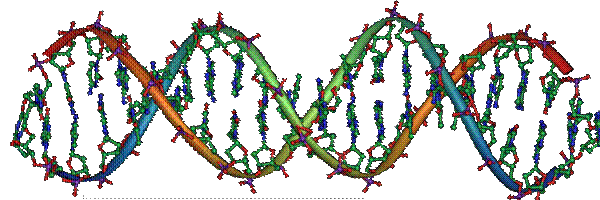 DOPPIA ELICA DEL DNA CON COLLEGAMENTI DEI DUE FILAMENTI