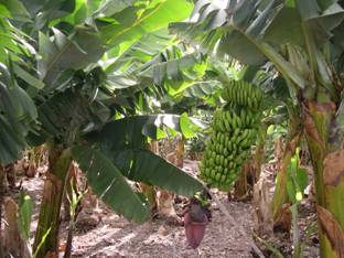 Immagine:Banana plantation.jpg