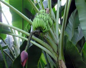 Immagine:Banana.plant.kewgardens.arp.jpg