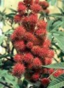 Frutti del Ricino