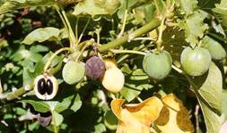 File:Jatropha curcas5 henning.jpg