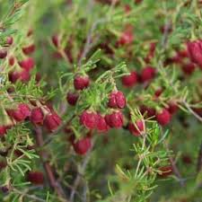 BORONIA MEGASTIGMA