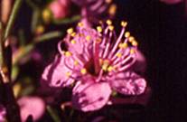 Kunzea affinis