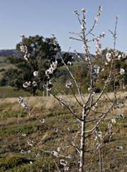 Prunus dulcis