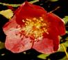 FIORE