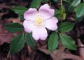 FIORE