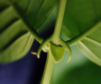 Imagen:Thorns U tomentosa.jpg