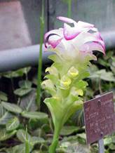 Curcuma aeruginosa