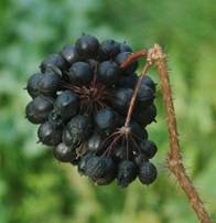 eleuterococco (ginseng siberiano)