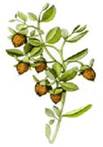 jojoba