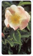 ROSA CANINA